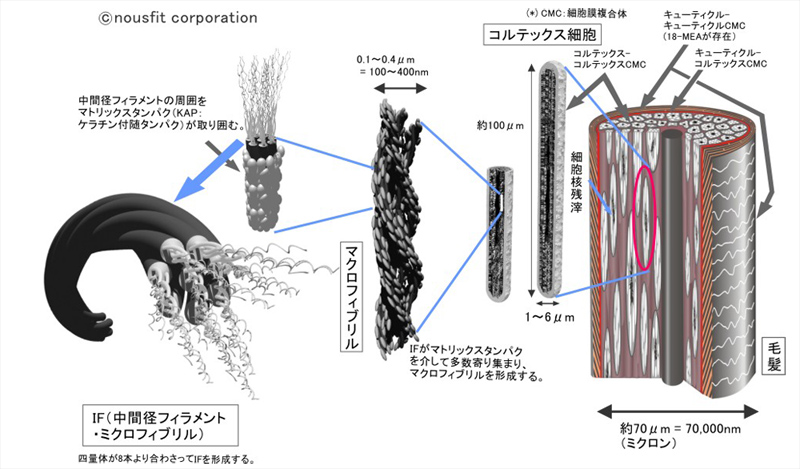 ミクロフィブリルの位置