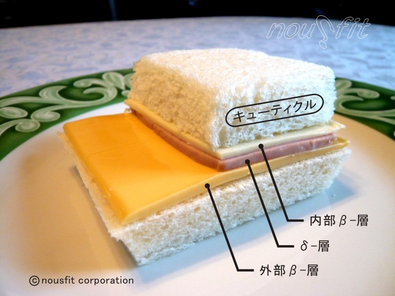 (図2)キューティクルとCMCはハムチーズサンド